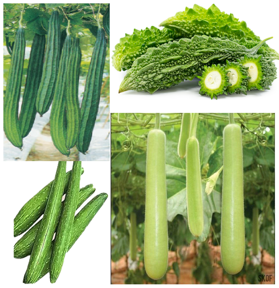 Fertile Bitter Gourd Hybrid variety