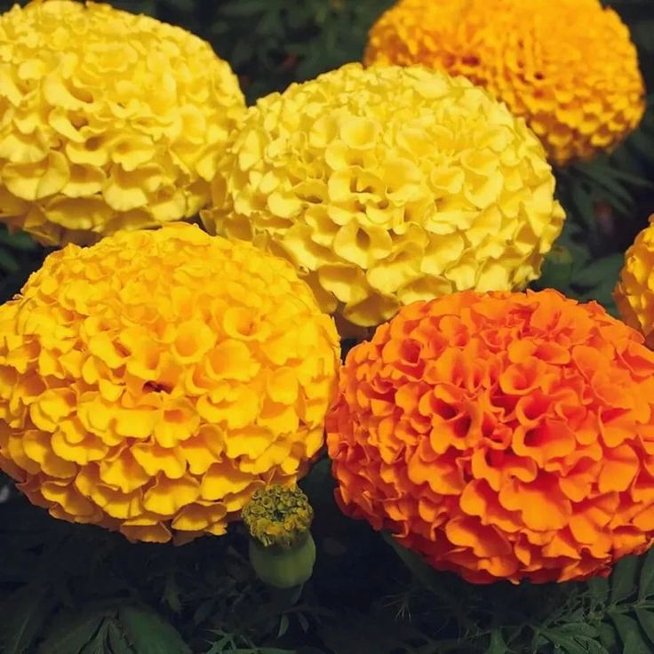 Fertile Marigold Floriculture seed